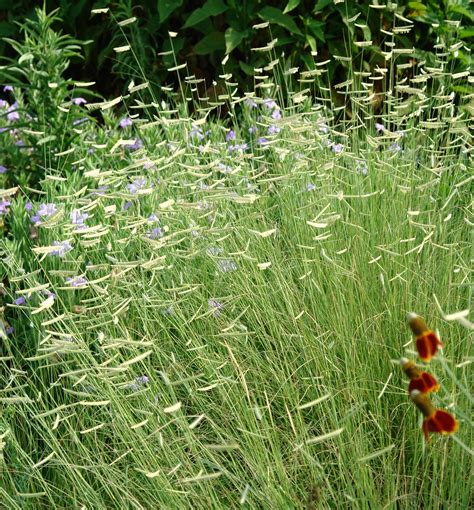 Blonde Ambition Blue Grama Grass - Warm season, native grass with blue-green narrow blades and ...