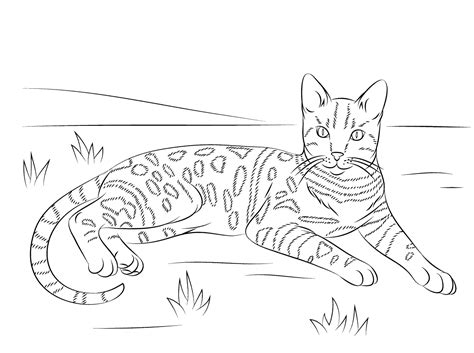 Cat coloring pages for adults – Artofit