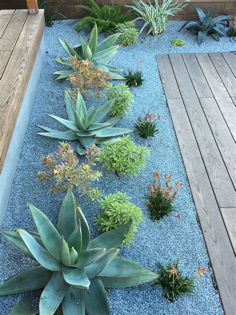 Large Outdoor Succulent Plants: A Guide to Growing and Caring for These Beautiful Plants ...