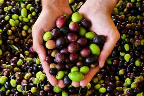 Where Do Olives Grow? » All the Facts