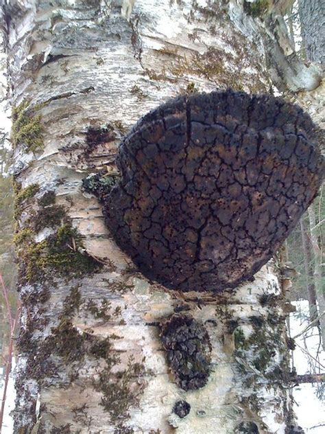 A black polypore fungus on a white birch... | Not chaga. | By: Charles ...