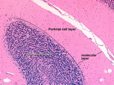 30 best Histology - Cerebellum images on Pinterest | Anatomy, Anatomy reference and Lab