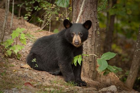 American Black Bear – Facts, Habitat, Diet, Adaptations, Pictures