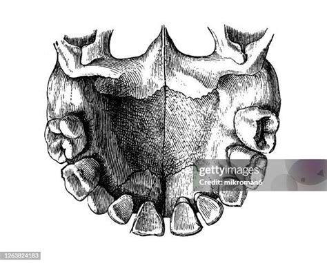 Human Teeth Diagram Photos and Premium High Res Pictures - Getty Images