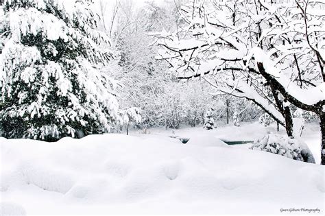 Snow Covered Trees, Snowy Landscape, Snow Forest Print, Winter Snow Scene, Pine and Apple Trees ...