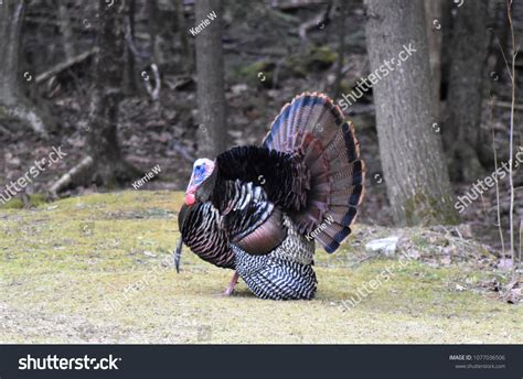 Male Wild Turkey On Display Stock Photo 1077036506 | Shutterstock