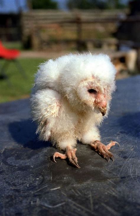 Baby Barn Owl (21 pics + video) - Izismile.com