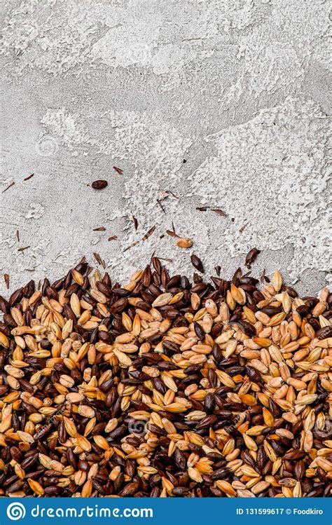 Malted Grain Closeup. Mixed Varieties of Malted Grain on a Gray Background. Close-up. Top View ...