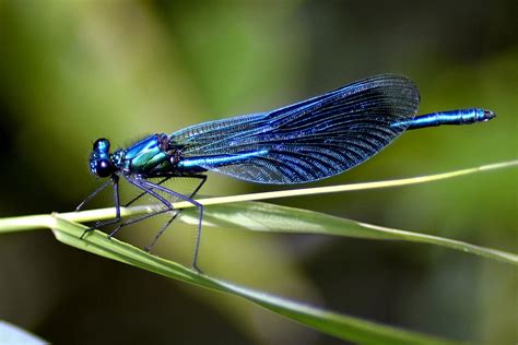 Dragonfly Albastru Libelula · Fotografie gratuită pe Pixabay