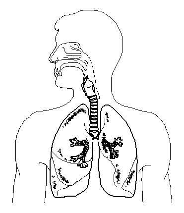 Respiratory system diagram unlabeled | Healthiack