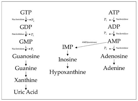 Guanine Nucleotide