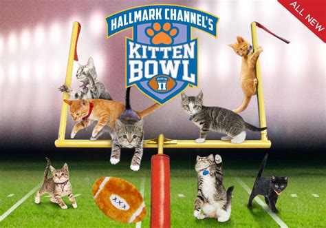 Kitten Bowl Videos - #kittenbowl | Hallmark Channel