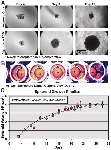 Mda-Mb-231 spheroid culture methodology suitable for high-throughput... | Download Scientific ...