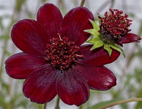 Chocolate Cosmos is one of the Rarest Flowers in the World