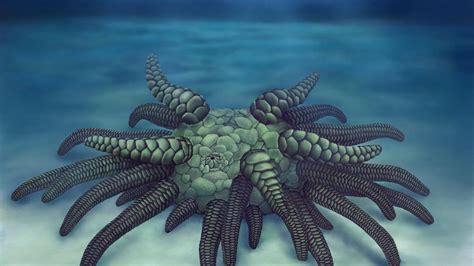 Scientists discover Cthulhu sea cucumber that terrorized oceans 430 ...