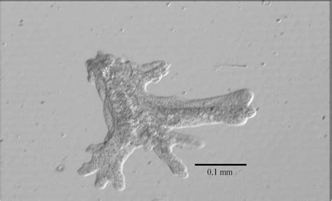 Amoeba Proteus Under A Microscope