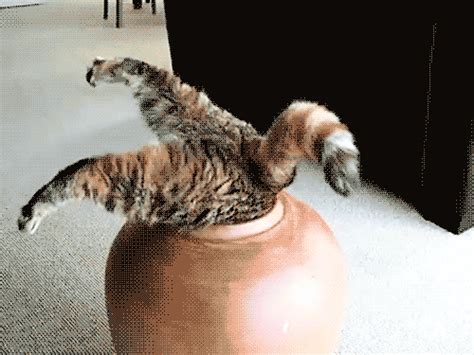 Cat Butt GIF by hoppip - Find & Share on GIPHY