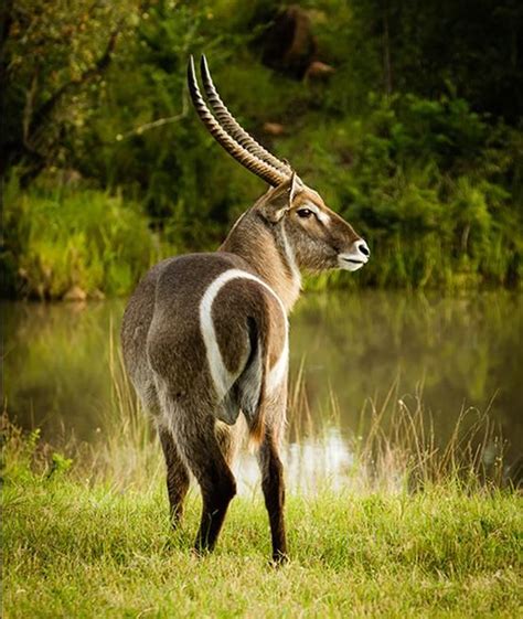 Waterbuck antelope | African antelope, African animals, African wildlife