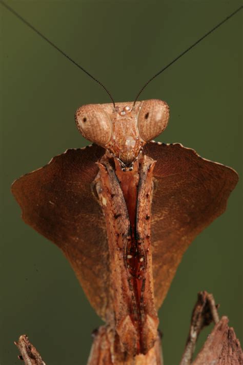 Dead leaf mantis 1 by bugalirious-STOCK on DeviantArt