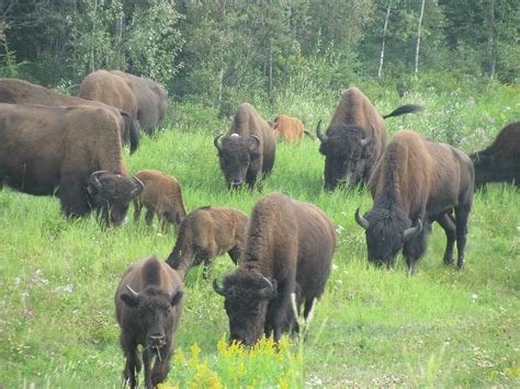 Bison bison athabascae (Wood Bison) - mixed herd | Mixed her… | Flickr