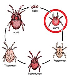 Mites That "Bug" People | NC State Extension Publications