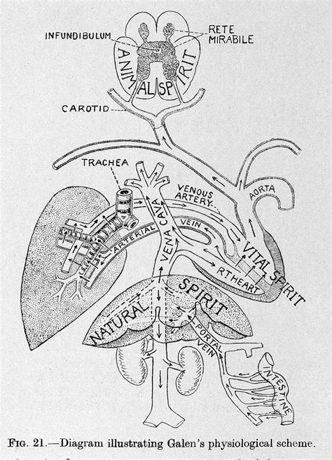 Diagram illustrating Galen's physiological scheme | Medical illustration, Artist books, Wellcome ...