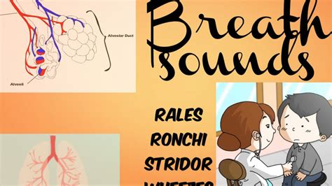 Brief explanation of examination of breath sounds | rales | ronchi | wheezes | stridor - YouTube