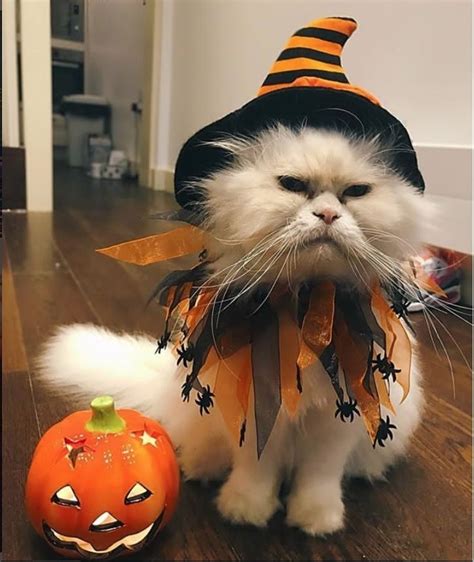 Ready for Halloween Chien Halloween, Halloween Cat, October Halloween ...