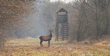 Best Deer Attractants of 2024: 12 Different Bait Options To Lure Bucks