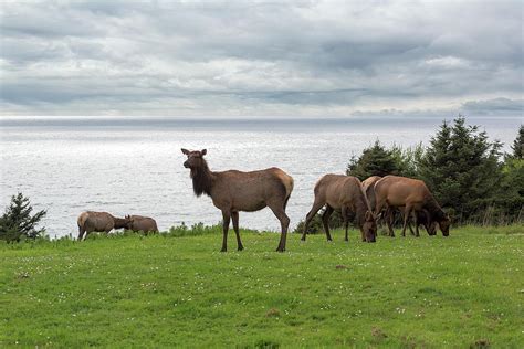 Herd of Elk at Ecola State Park Photograph by David Gn - Pixels