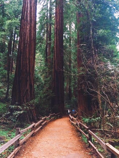 Peach. (Mirkwood Forest -er, I mean… Muir Woods, CA.)