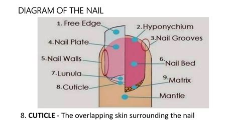 Nail structure | PPT