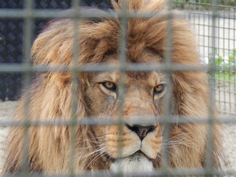 Moroccan lions in zoos today | Barbary Lion