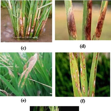 Different kinds of rice plant diseases a Brown Spot (BS), b Leaf Blast ...