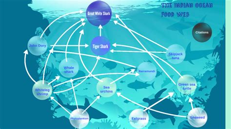 The indian ocean food web by CHU HO FUNG G10G-05 on Prezi