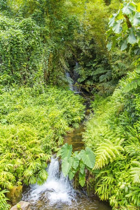 Akaka Falls State Park - Jeffsetter Travel