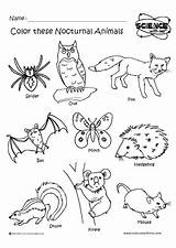 Nocturnal Animals Printable Coloring Pages sketch template