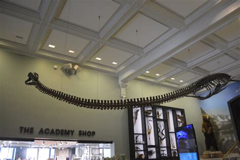 Philadelphia, PA - Academy of Natural Sciences - Dinosaurs… | Flickr