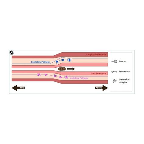 Simulates Experiments Performed on an Isolated Preparation of Rat Colon