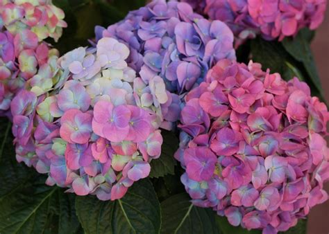 How to Change Hydrangea Flower Color | HGTV