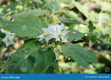 Solanum Torvum Flower in Nature Garden Stock Image - Image of plant, bloom: 116241877