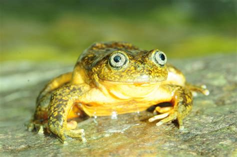 A bright-yellow new species of water frog from the Peruvian Andes