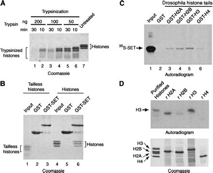 A homeotic mutation in the trithorax SET domain impedes histone binding