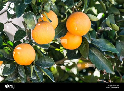 A tree full of Valencia oranges Stock Photo - Alamy