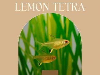 Lemon Tetra Care Guide & Profile | Fishkeeping World