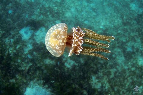 Spotted Jelly Fish – Facts and Photographs | Seaunseen