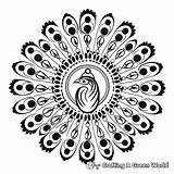 Peacock Mandala Coloring Pages  Free & Printable sketch template