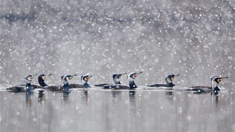 Bing HD Wallpaper Mar 6, 2022: Great cormorants - Bing Wallpaper Gallery