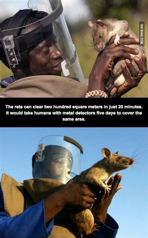 African Hero Rats Detect Landmines - Military Humor