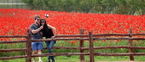 Hill Country's Wildseed Farms is largest wildflower farm in U.S.